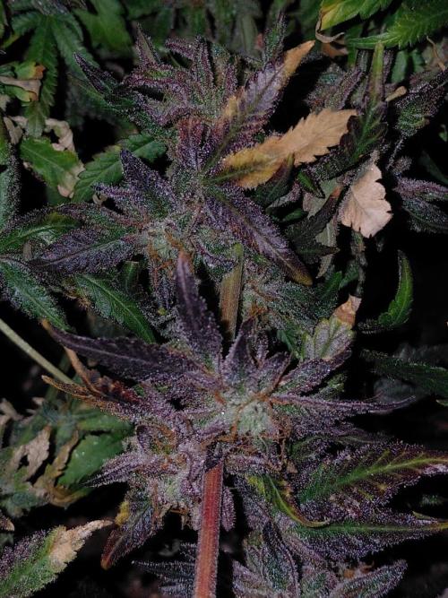 Exotic Seed's Malasaña Gelato. Week 17