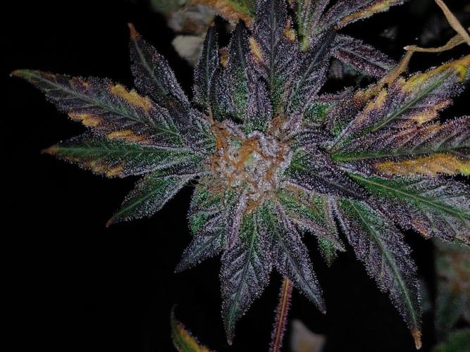 Exotic Seed's Malasaña Gelato. Week 17