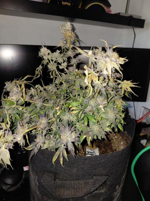 Exotic Seed's Malasaña Gelato. Week 17