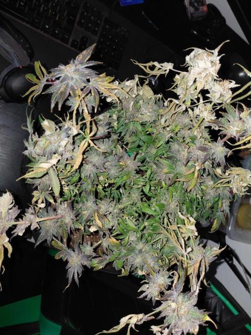 Exotic Seed's Malasaña Gelato. Week 17