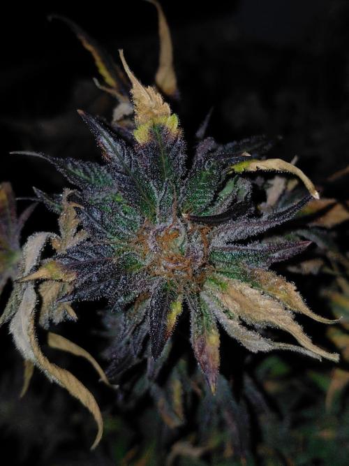 Exotic Seed's Malasaña Gelato. Week 17