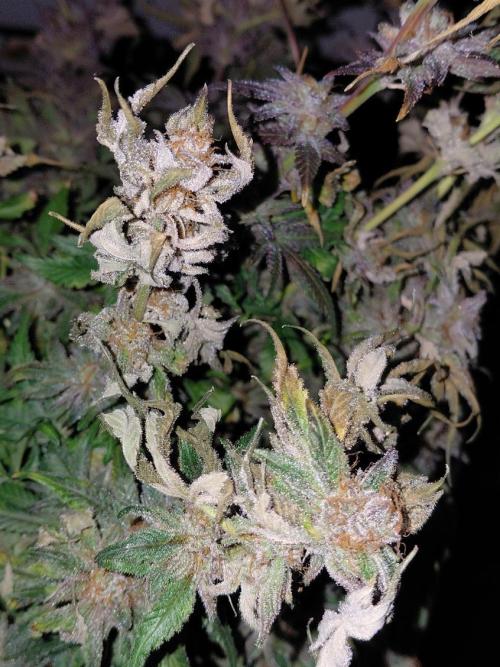 Exotic Seed's Malasaña Gelato. Week 17