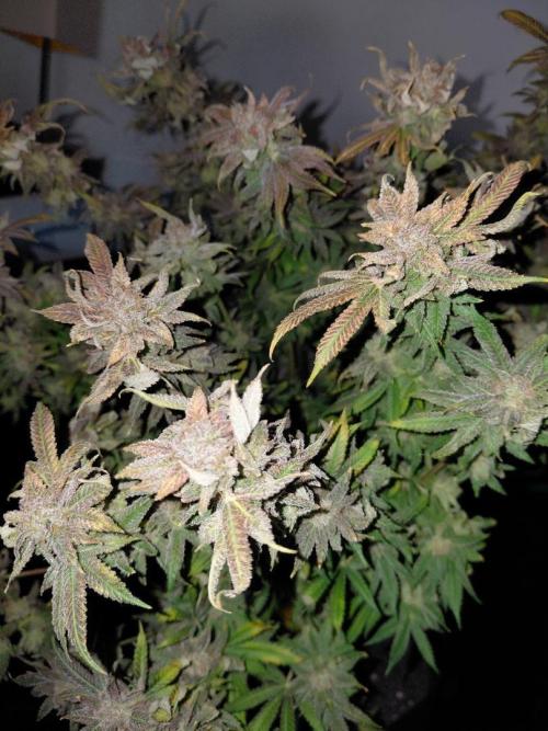 Original Sensible's Zingatsu. Week 17