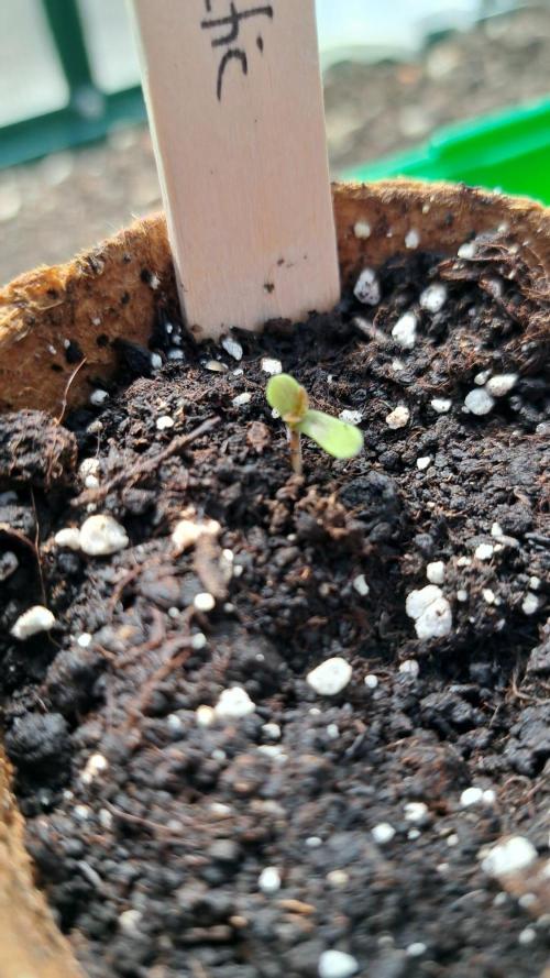 Spliff's Neville's Haze Auto Outdoor run. Week 0