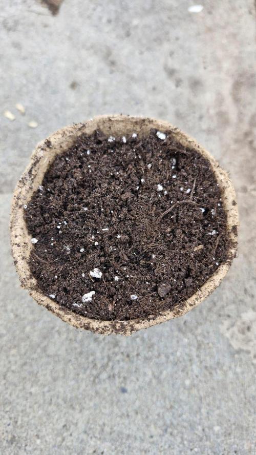 Spliff's Neville's Haze Auto Outdoor run. Week 0