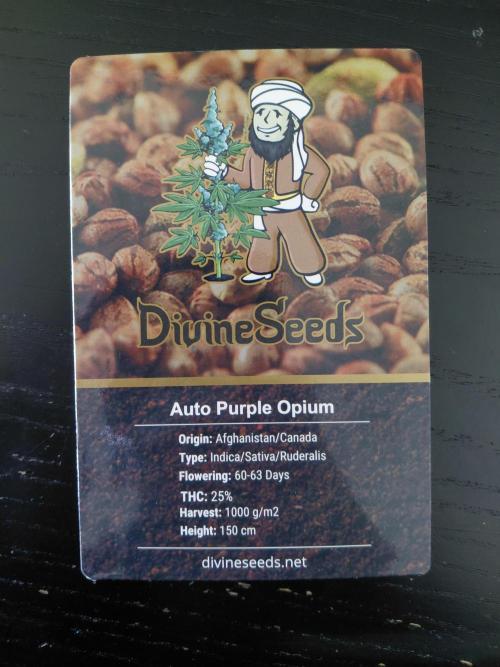Auto Purple Opium. Week 0