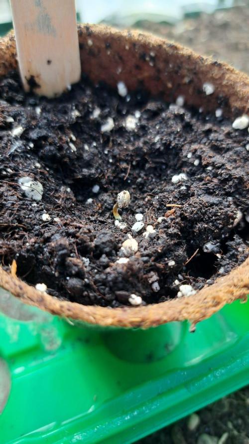 RQS' Milky Way F1 Outdoor Leftovers. Week 0
