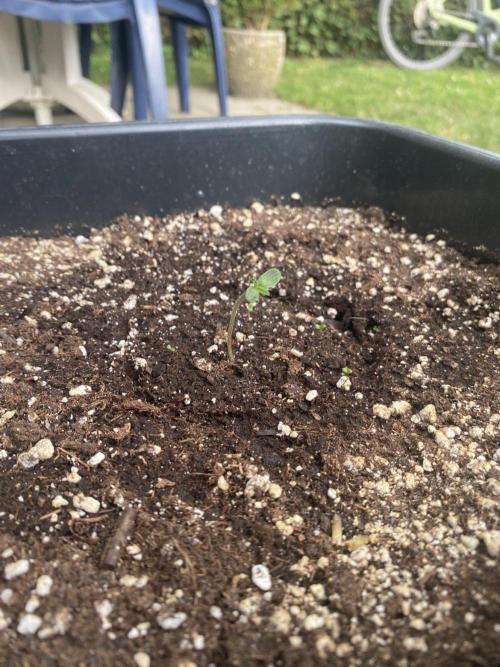 Auto Purple Opium. Week 1