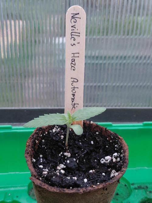 Spliff's Neville's Haze Auto Outdoor run. Week 1