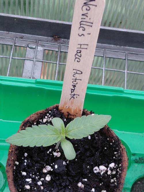 Spliff's Neville's Haze Auto Outdoor run. Week 1