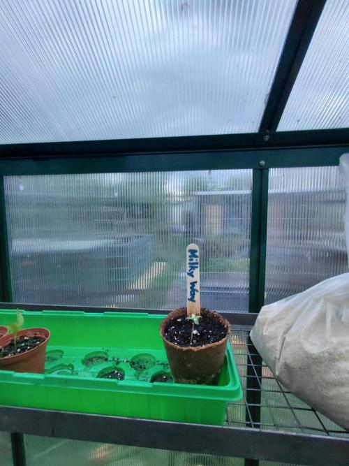 RQS' Milky Way F1 Outdoor Leftovers. Week 1