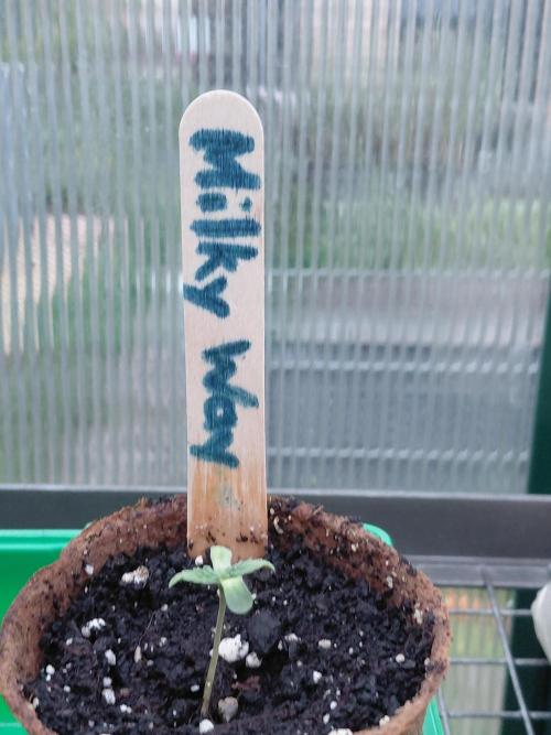 Milky Way F1. Week 1
