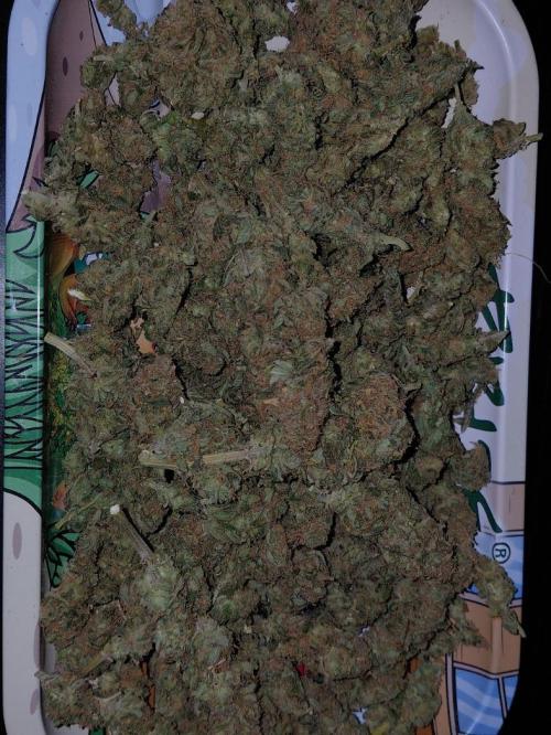 Spliff's Strawberry. Week 18