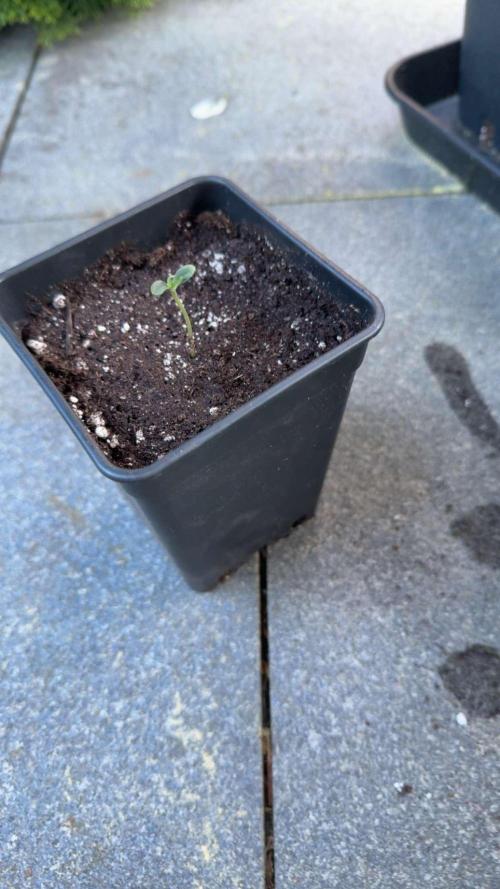 Spliff's Auto Neville's Haze Outdoor GER. Week 1