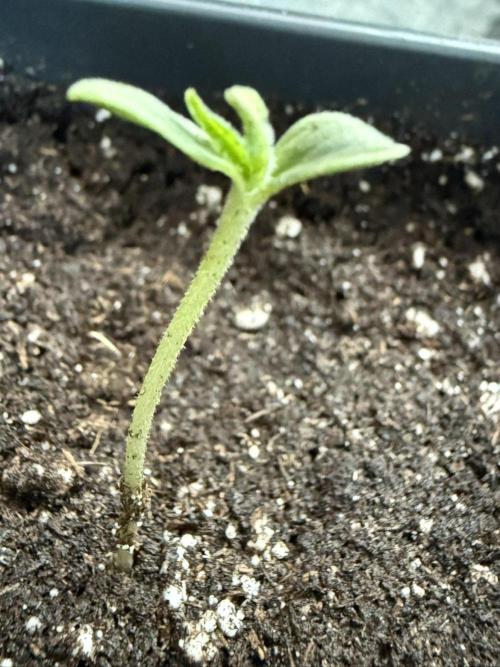 Spliff's Auto Neville's Haze Outdoor GER. Week 1