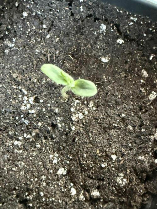 Spliff's Auto Neville's Haze Outdoor GER. Week 1