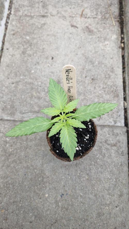 Spliff's Neville's Haze Auto Outdoor run. Week 2