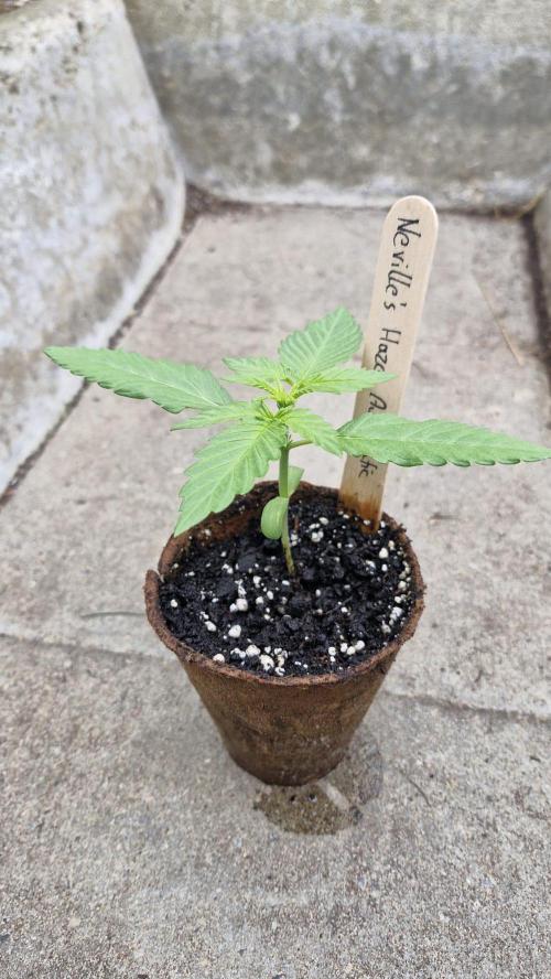 Spliff's Neville's Haze Auto Outdoor run. Week 2