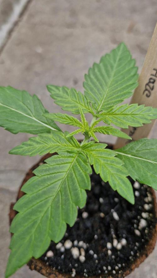 Spliff's Neville's Haze Auto Outdoor run. Week 2
