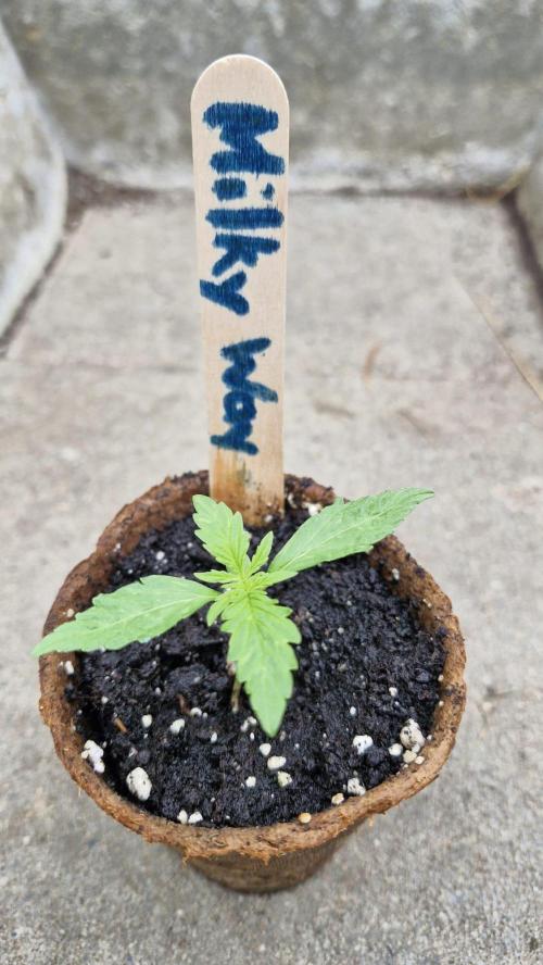 RQS' Milky Way F1 Outdoor Leftovers. Week 2