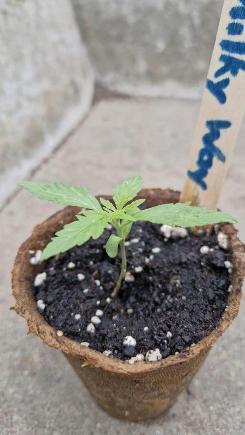 RQS' Milky Way F1 Outdoor Leftovers. Week 2