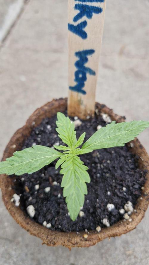 Milky Way F1. Week 2