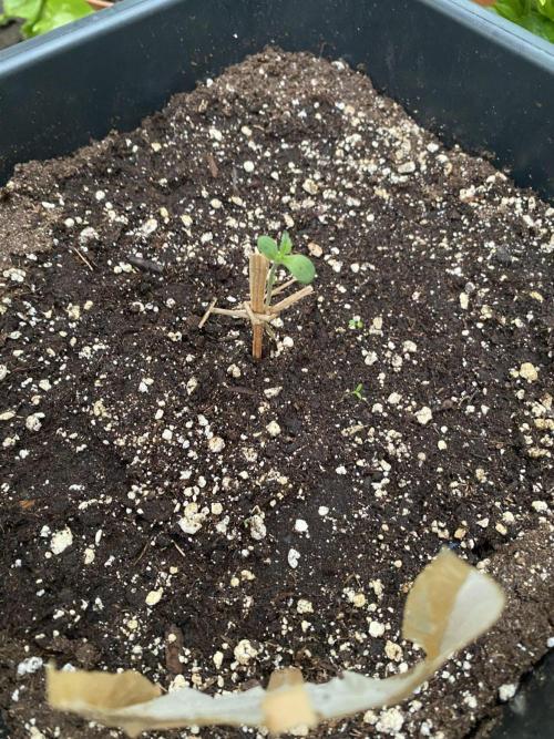 Auto Purple Opium. Week 2