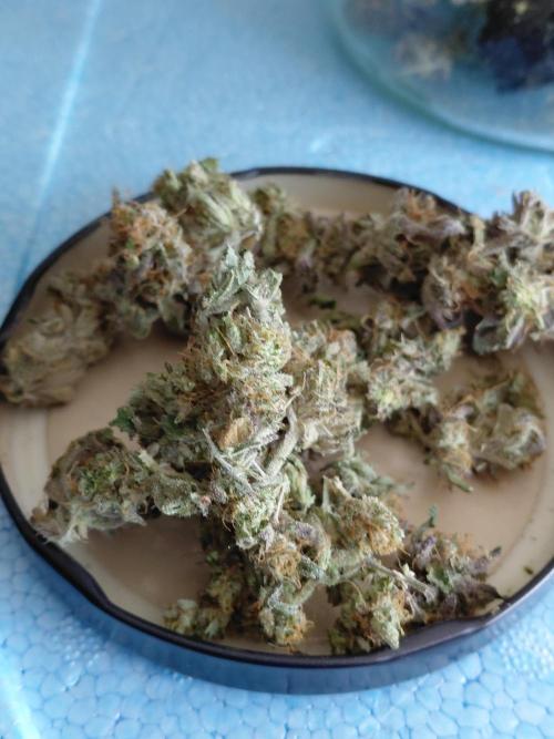 Exotic Seed's Malasaña Gelato. Week 17