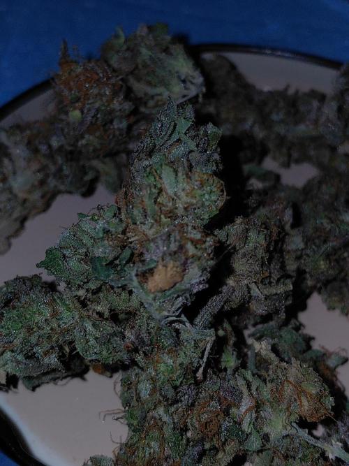 Exotic Seed's Malasaña Gelato. Week 17