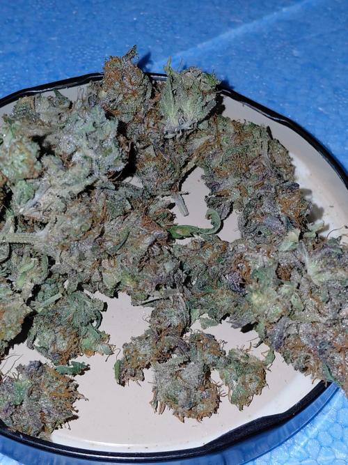 Exotic Seed's Malasaña Gelato. Week 17