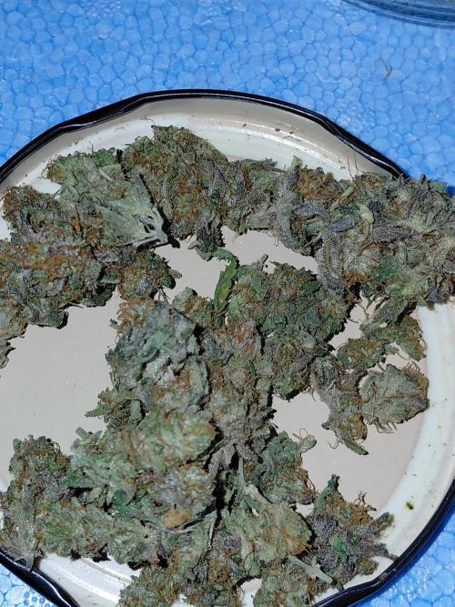 Exotic Seed's Malasaña Gelato. Week 17