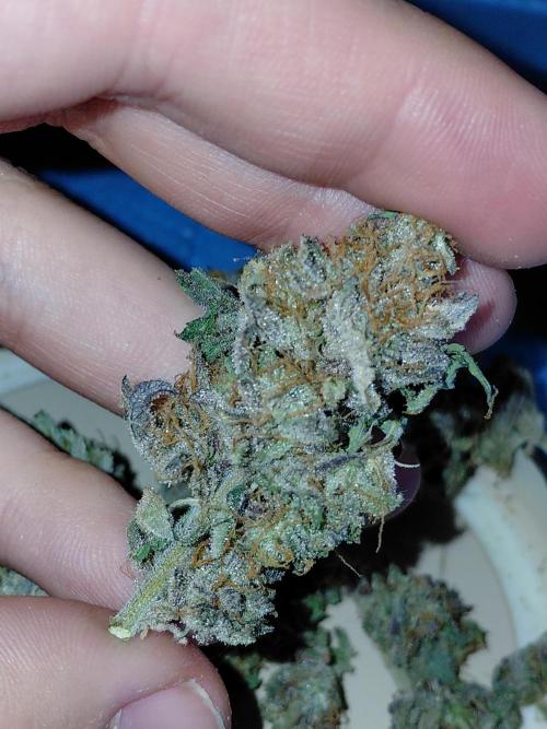 Exotic Seed's Malasaña Gelato. Week 17