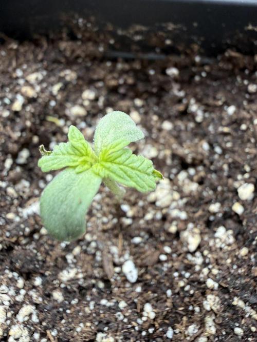 Spliff's Auto Neville's Haze Outdoor GER. Week 2