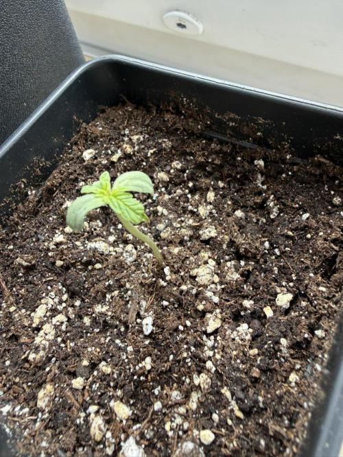 Spliff's Auto Neville's Haze Outdoor GER. Week 2