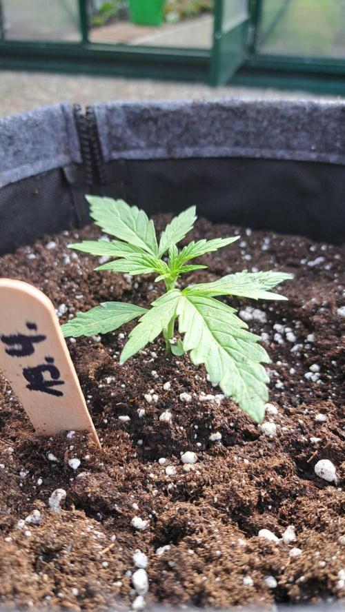 RQS' Milky Way F1 Outdoor Leftovers. Week 3