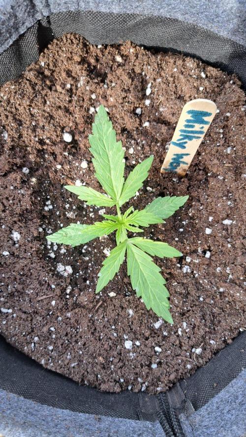 RQS' Milky Way F1 Outdoor Leftovers. Week 3