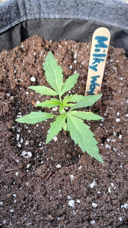 RQS' Milky Way F1 Outdoor Leftovers. Week 3