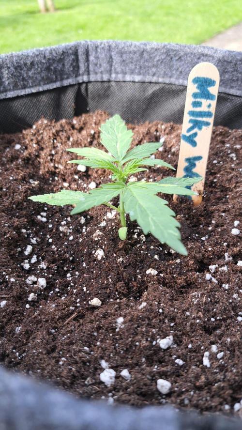 Milky Way F1. Week 3