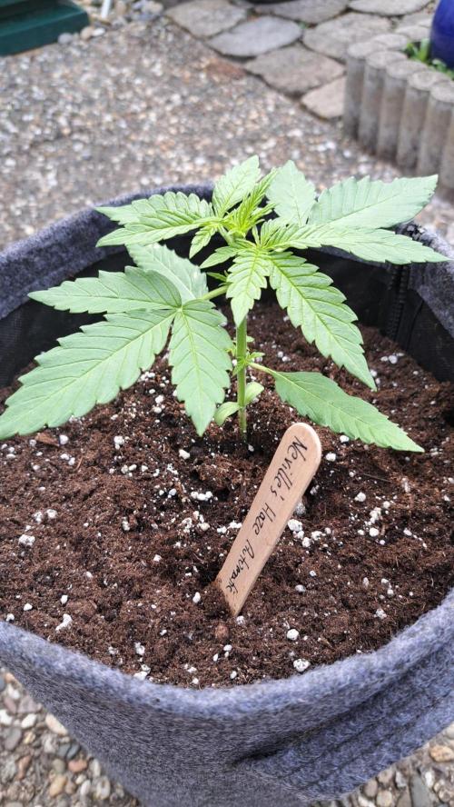 Spliff's Neville's Haze Auto Outdoor run. Week 3
