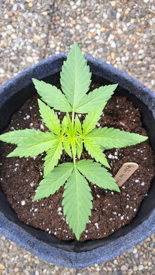 Spliff's Neville's Haze Auto Outdoor run. Week 3