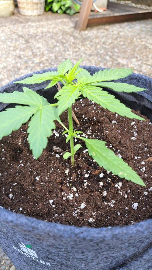 Neville’s Haze Automatic. Week 3