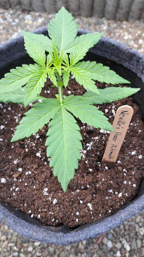 Spliff's Neville's Haze Auto Outdoor run. Week 3