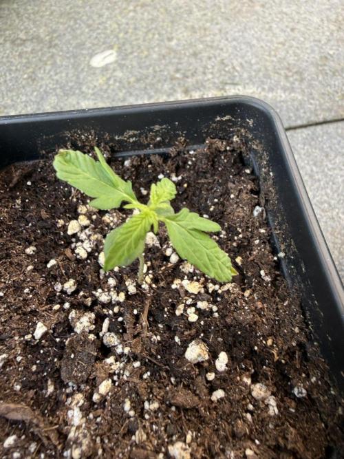 Spliff's Auto Neville's Haze Outdoor GER. Week 3