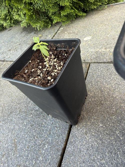 Spliff's Auto Neville's Haze Outdoor GER. Week 3