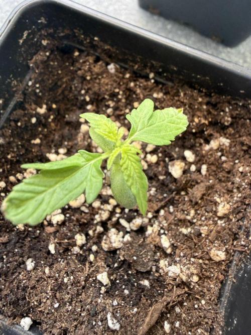 Spliff's Auto Neville's Haze Outdoor GER. Week 3