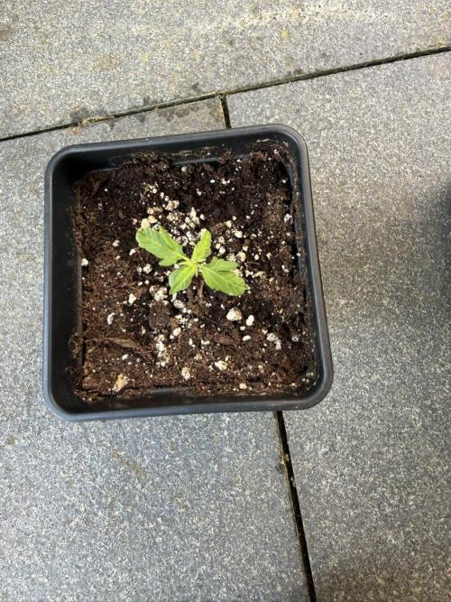 Spliff's Auto Neville's Haze Outdoor GER. Week 3