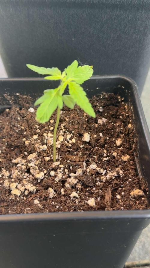Spliff's Auto Neville's Haze Outdoor GER. Week 3