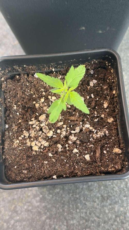 Spliff's Auto Neville's Haze Outdoor GER. Week 3