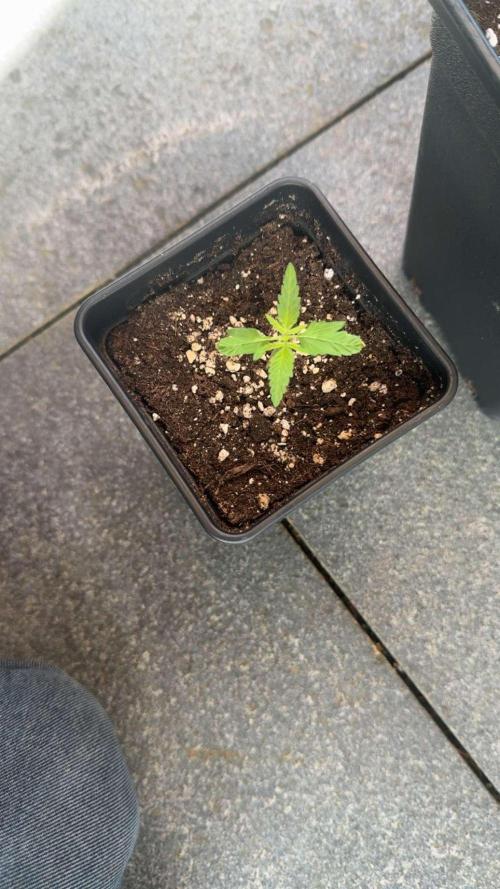 Spliff's Auto Neville's Haze Outdoor GER. Week 3