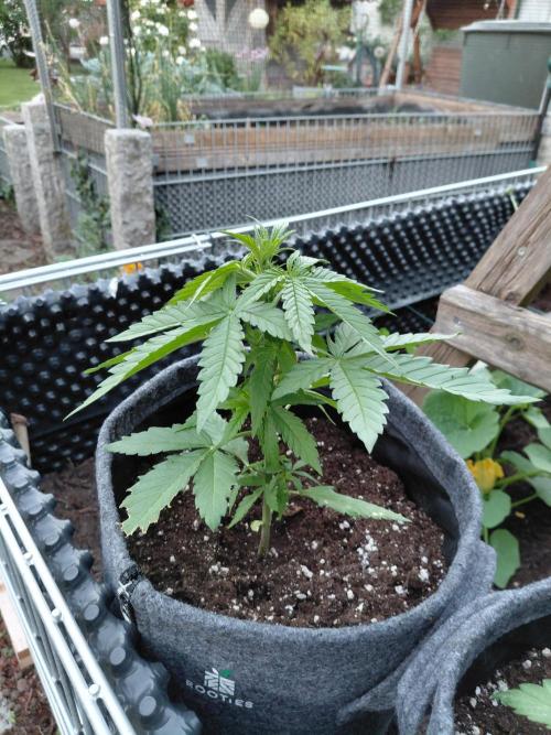 Spliff's Neville's Haze Auto Outdoor run. Week 4
